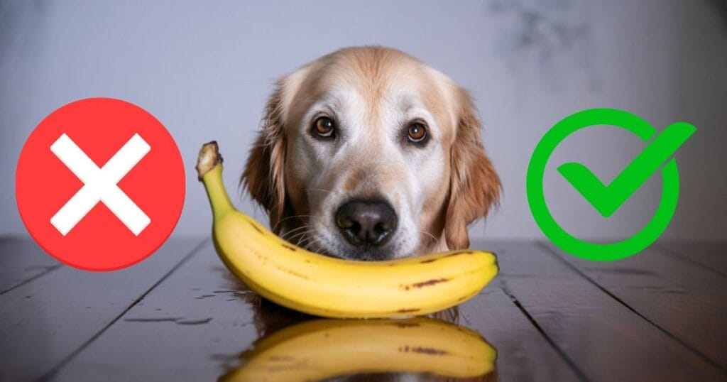 can dogs have banana